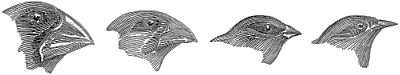 drawings showing heads of four of the Darwin finch species highlighting the differences in their beaks
