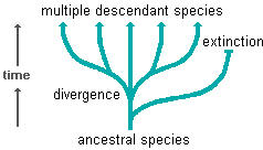 diagram illustrating the adaptive radiation of descendent species from a common ancestor