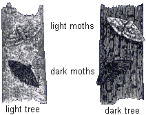 drawing of dark and light colored peppered moths on a tree with dark colored bark and a tree with light bark