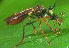 closeup photo of an insect--a small wasp