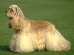 photo of a pure bred dog variety--a cocker spaniel