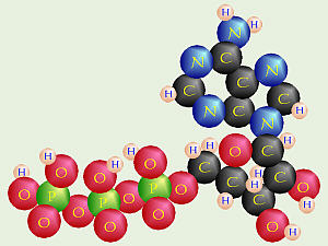 ATP